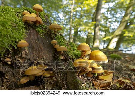 "Sheathed Woodtuft (Kuehneromyces mutabilis) growing on a dead tree trunk, Bergisches Land, North Rhine-Westphalia, Germany, Europe" View Large Photo Image Stock Photo - "Sheathed Woodtuft (Kuehneromyces mutabilis) growing on a dead tree trunk, Bergisches Land, North Rhine-Westphalia, Germany, Europe". Fotosearch