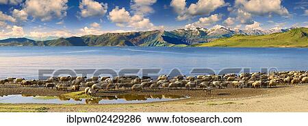 "Sheep along the shoreline of Lake Van, Turkey, Asia" View Large Photo Image Stock Photograph - "Sheep along the shoreline of Lake Van, Turkey, Asia". Fotosearch
