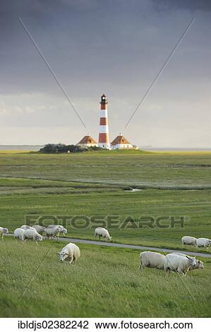 "Sheep and Westerheversand lighthouse, Westerhever, Eiderstedt, North Frisia, Schleswig-Holstein, Germany, Europe" View Large Photo Image Stock Image - "Sheep and Westerheversand lighthouse, Westerhever, Eiderstedt, North Frisia, Schleswig-Holstein, Germany, Europe". Fotosearch