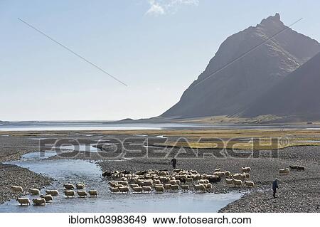 "Sheep are rounded up on foot, sheep passing through a river, sheep transhumance, near Hofn, Iceland, Europe" View Large Photo Image Stock Photo - "Sheep are rounded up on foot, sheep passing through a river, sheep transhumance, near Hofn, Iceland, Europe". Fotosearch