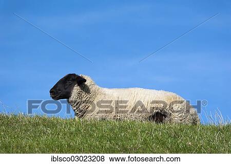 Stock Photo - "Sheep, Ditzum, Lower Saxony, Germany, Europe". Fotosearch