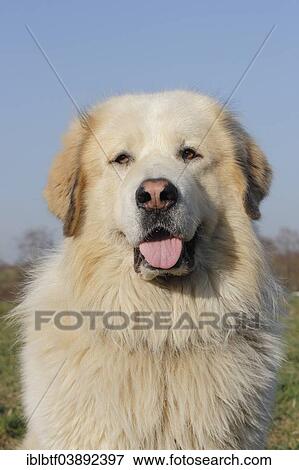 "Sheep dog, crossbreed, portrait" View Large Photo Image Stock Photo - "Sheep dog, crossbreed, portrait". Fotosearch