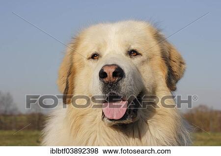 Stock Photo - "Sheep dog, crossbreed, portrait". Fotosearch