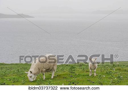 "Sheep, ewe and lamb on a pasture, Kilmarie, Isle of Skye, Inner Hebrides, Scotland, United Kingdom, Europe" View Large Photo Image Stock Image - "Sheep, ewe and lamb on a pasture, Kilmarie, Isle of Skye, Inner Hebrides, Scotland, United Kingdom, Europe". Fotosearch