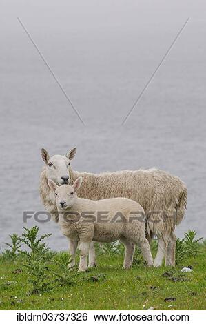 "Sheep, ewe and lamb standing on a pasture, Kilmarie, Isle of Skye, Inner Hebrides, Scotland, United Kingdom, Europe" View Large Photo Image Stock Photograph - "Sheep, ewe and lamb standing on a pasture, Kilmarie, Isle of Skye, Inner Hebrides, Scotland, United Kingdom, Europe". Fotosearch