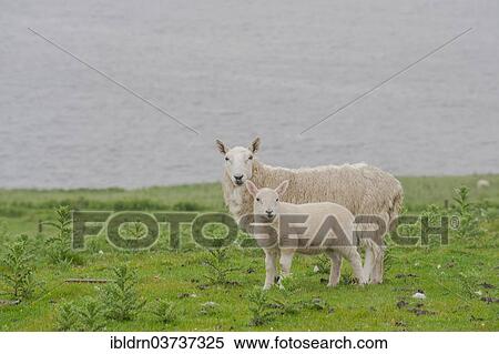 "Sheep, ewe and lamb standing on a pasture, Kilmarie, Isle of Skye, Inner Hebrides, Scotland, United Kingdom, Europe" View Large Photo Image Stock Photography - "Sheep, ewe and lamb standing on a pasture, Kilmarie, Isle of Skye, Inner Hebrides, Scotland, United Kingdom, Europe". Fotosearch