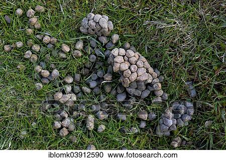 "Sheep faeces, Mykines, Utoyggjar, Outer Islands, Faroe Islands, Denmark, Europe" View Large Photo Image Stock Image - "Sheep faeces, Mykines, Utoyggjar, Outer Islands, Faroe Islands, Denmark, Europe". Fotosearch