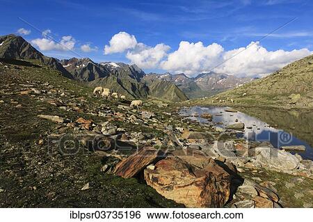 "Sheep grazing at Timmelsjoch Pass or Passo del Rombo, Timmelsjoch, Tyrolean Oberland, Tyrol, Austria, Europe" View Large Photo Image Stock Photograph - "Sheep grazing at Timmelsjoch Pass or Passo del Rombo, Timmelsjoch, Tyrolean Oberland, Tyrol, Austria, Europe". Fotosearch