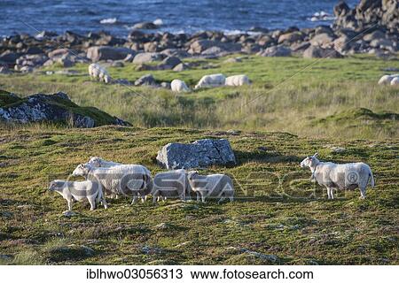 Stock Image - "Sheep grazing by the sea, Insel Andoya, Vesteralen, Nordland, Northern Norway, Norway, Europe". Fotosearch