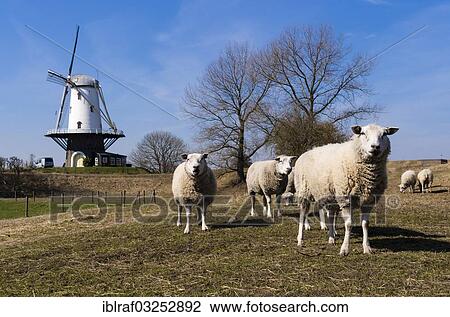 "Sheep grazing in front of the windmill of Veere, Veere, Walcheren, Zeeland province, The Netherlands, Europe" View Large Photo Image Stock Image - "Sheep grazing in front of the windmill of Veere, Veere, Walcheren, Zeeland province, The Netherlands, Europe". Fotosearch
