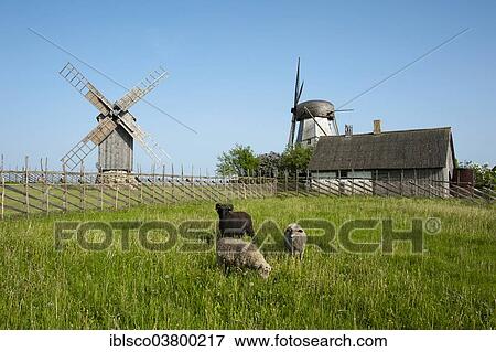 "Sheep grazing in front of windmills, Angla, Saaremaa Island, Estonia, Baltic States, Europe" View Large Photo Image Stock Photo - "Sheep grazing in front of windmills, Angla, Saaremaa Island, Estonia, Baltic States, Europe". Fotosearch