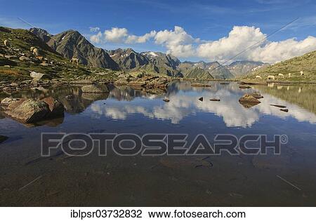 "Sheep grazing in the evening light, Timmelsjoch, Tyrolean Oberland, Tyrol, Austria, Europe" View Large Photo Image Stock Image - "Sheep grazing in the evening light, Timmelsjoch, Tyrolean Oberland, Tyrol, Austria, Europe". Fotosearch