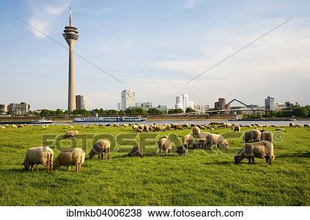 Stock Photo - "Sheep grazing in the meadows on the banks of the Rhine opposite the Rhine Tower and Neuer Zollhof in the Media Harbour, Dusseldorf, North Rhine-Westphalia, Germany, Europe". Fotosearch