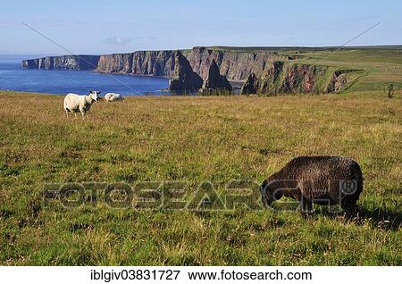 "Sheep grazing near the pinnacles of Duncansby Stacks, John o'Groats, Caithness, Sutherland and Easter Ross, Highlands, Scotland, United Kingdom, Europe" View Large Photo Image Stock Photo - "Sheep grazing near the pinnacles of Duncansby Stacks, John o'Groats, Caithness, Sutherland and Easter Ross, Highlands, Scotland, United Kingdom, Europe". Fotosearch