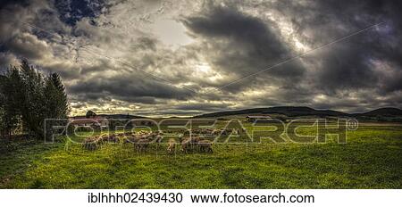 "Sheep grazing on a pasture, Kleinhettstedt, Thuringia, Germany, Europe" View Large Photo Image Stock Image - "Sheep grazing on a pasture, Kleinhettstedt, Thuringia, Germany, Europe". Fotosearch