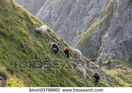 Stock Image - "Sheep grazing on a steep slope of Kellerjoch, North Tyrol, Austria, Europe". Fotosearch