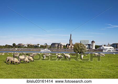 Picture - "Sheep grazing on the meadows of the Rhine, old town at back, Dusseldorf, Rhineland, North Rhine-Westphalia, Germany, Europe". Fotosearch