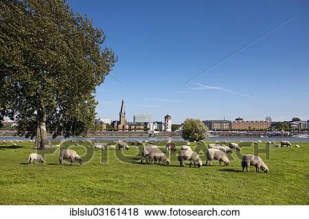 "Sheep grazing on the meadows of the Rhine, old town at back, Dusseldorf, Rhineland, North Rhine-Westphalia, Germany, Europe" View Large Photo Image Stock Photo - "Sheep grazing on the meadows of the Rhine, old town at back, Dusseldorf, Rhineland, North Rhine-Westphalia, Germany, Europe". Fotosearch