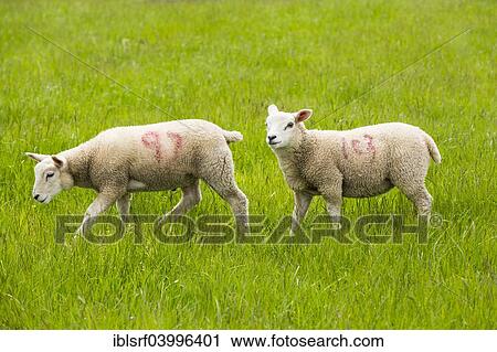 Stock Image - "Sheep in a meadow, Belford, Northumberland, England, United Kingdom, Europe". Fotosearch