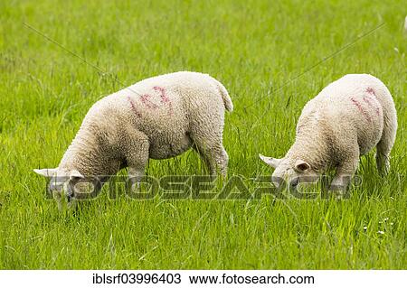 "Sheep in a meadow, Belford, Northumberland, England, United Kingdom, Europe" View Large Photo Image Stock Image - "Sheep in a meadow, Belford, Northumberland, England, United Kingdom, Europe". Fotosearch