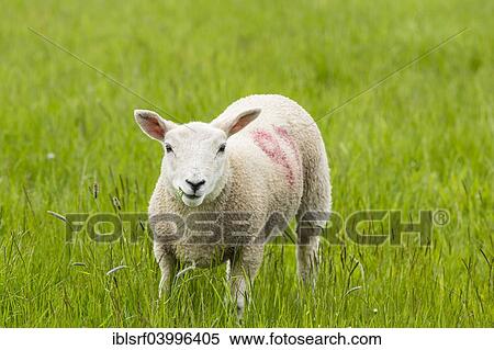 "Sheep in a meadow, Belford, Northumberland, England, United Kingdom, Europe" View Large Photo Image Stock Photography - "Sheep in a meadow, Belford, Northumberland, England, United Kingdom, Europe". Fotosearch