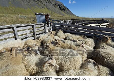 "Sheep in a pen, sheep transhumance, near Hofn, Iceland, Europe" View Large Photo Image Stock Photo - "Sheep in a pen, sheep transhumance, near Hofn, Iceland, Europe". Fotosearch