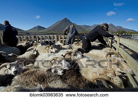 "Sheep in a pen, sheep transhumance, near Hofn, Iceland, Europe" View Large Photo Image Stock Photography - "Sheep in a pen, sheep transhumance, near Hofn, Iceland, Europe". Fotosearch