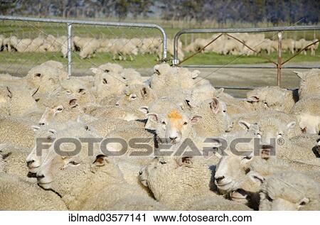 "Sheep in an enclosure, Gisborne Region, North Island, New Zealand, Oceania" View Large Photo Image Stock Image - "Sheep in an enclosure, Gisborne Region, North Island, New Zealand, Oceania". Fotosearch