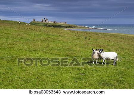 "Sheep in front of Dunstanburgh Castle, Northumberland, England, United Kingdom, Europe" View Large Photo Image Stock Image - "Sheep in front of Dunstanburgh Castle, Northumberland, England, United Kingdom, Europe". Fotosearch