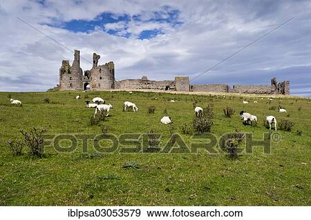 "Sheep in front of Dunstanburgh Castle, Northumberland, England, United Kingdom, Europe" View Large Photo Image Stock Photo - "Sheep in front of Dunstanburgh Castle, Northumberland, England, United Kingdom, Europe". Fotosearch
