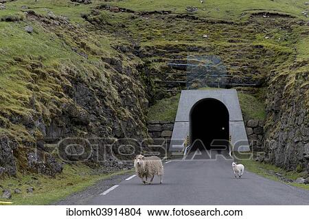 Picture - "Sheep in front of the single-track tunnel between Husar and Mikladalur, Kalsoy, Faroe Islands, Denmark, Europe". Fotosearch