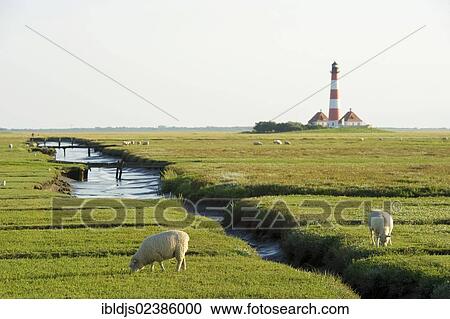 Stock Image - "Sheep in front of Westerheversand Lighthouse, Westerhever, Eiderstedt, North Frisia, Schleswig-Holstein, Germany, Europe". Fotosearch