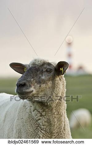 "Sheep in front of Westerheversand lighthouse, Westerhever, Eiderstedt peninsula, Schleswig-Holstein, Germany, Europe" View Large Photo Image Stock Photo - "Sheep in front of Westerheversand lighthouse, Westerhever, Eiderstedt peninsula, Schleswig-Holstein, Germany, Europe". Fotosearch