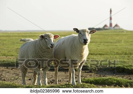 "Sheep in front of Westerheversand Lighthouse, Westerhever, Eiderstedt, North Frisia, Schleswig-Holstein, Germany, Europe" View Large Photo Image Stock Photograph - "Sheep in front of Westerheversand Lighthouse, Westerhever, Eiderstedt, North Frisia, Schleswig-Holstein, Germany, Europe". Fotosearch