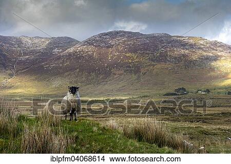 "Sheep in Irish landscape, Connemara, County Galway, Republic of Ireland" View Large Photo Image Picture - "Sheep in Irish landscape, Connemara, County Galway, Republic of Ireland". Fotosearch