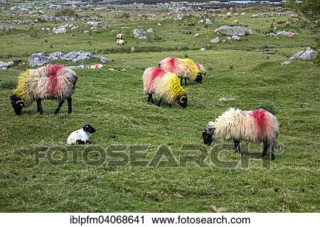 "Sheep in Irish landscape, Connemara, County Galway, Republic of Ireland" View Large Photo Image Stock Image - "Sheep in Irish landscape, Connemara, County Galway, Republic of Ireland". Fotosearch
