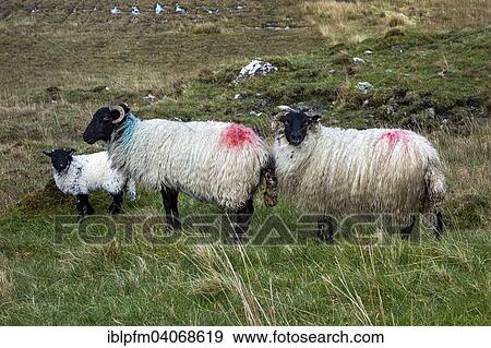 "Sheep in Irish landscape, Connemara, County Galway, Republic of Ireland" View Large Photo Image Stock Photo - "Sheep in Irish landscape, Connemara, County Galway, Republic of Ireland". Fotosearch