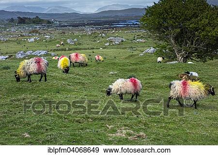 Stock Photo - "Sheep in Irish landscape, Connemara, County Galway, Republic of Ireland". Fotosearch