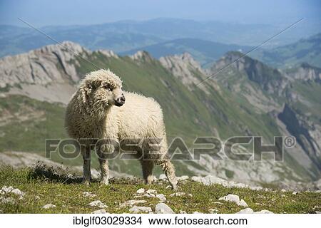 "Sheep in the Alps, on Saentis Mountain, Saentis, Urnasch, Canton of Appenzell Ausserrhoden, Switzerland, Europe" View Large Photo Image Picture - "Sheep in the Alps, on Saentis Mountain, Saentis, Urnasch, Canton of Appenzell Ausserrhoden, Switzerland, Europe". Fotosearch