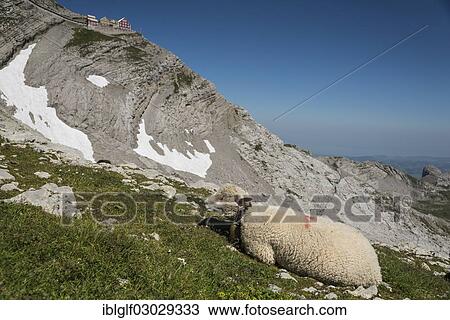 Stock Image - "Sheep in the Alps, on Saentis Mountain, Urnasch, Canton of Appenzell Ausserrhoden, Switzerland, Europe". Fotosearch