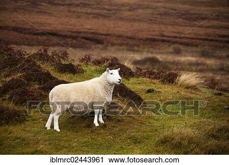 "Sheep, Isle of Skye, Inner Hebrides, Scotland, United Kingdom, Europe" View Large Photo Image Stock Image - "Sheep, Isle of Skye, Inner Hebrides, Scotland, United Kingdom, Europe". Fotosearch