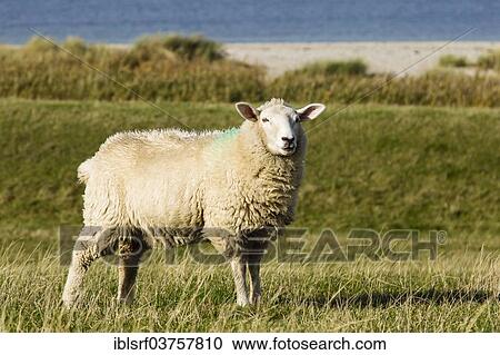 "Sheep on a dyke, Fehmarnsund, Fehmarn, Fehmarn Island, Schleswig-Holstein, Germany, Europe" View Large Photo Image Stock Image - "Sheep on a dyke, Fehmarnsund, Fehmarn, Fehmarn Island, Schleswig-Holstein, Germany, Europe". Fotosearch