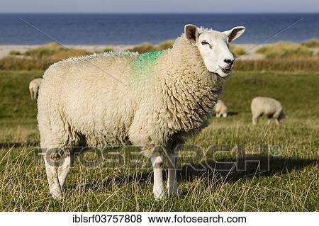 Stock Photo - "Sheep on a dyke, Fehmarnsund, Fehmarn, Fehmarn Island, Schleswig-Holstein, Germany, Europe". Fotosearch