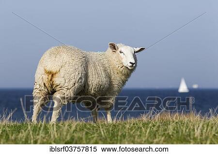 Stock Photography - "Sheep on a dyke, Fehmarnsund, Fehmarn, Fehmarn Island, Schleswig-Holstein, Germany, Europe". Fotosearch
