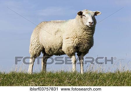 "Sheep on a dyke, Schleswig-Holstein, Germany, Europe" View Large Photo Image Stock Image - "Sheep on a dyke, Schleswig-Holstein, Germany, Europe". Fotosearch