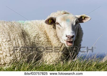 Stock Photography - "Sheep on a dyke, Schleswig-Holstein, Germany, Europe". Fotosearch