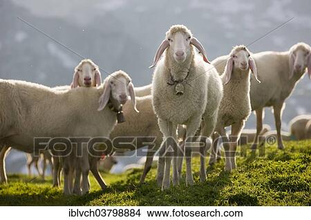 Picture - "Sheep on a mountain meadow, Rofan Mountains, North Tyrol, Austria, Europe". Fotosearch