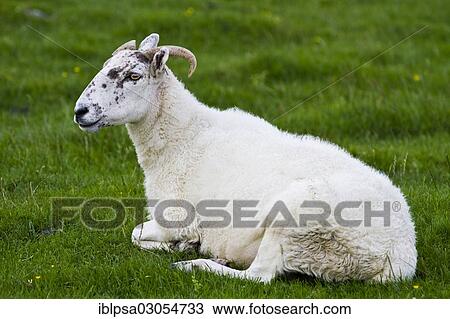 "Sheep on a pasture, Yorkshire Dales, England, United Kingdom, Europe" View Large Photo Image Stock Image - "Sheep on a pasture, Yorkshire Dales, England, United Kingdom, Europe". Fotosearch