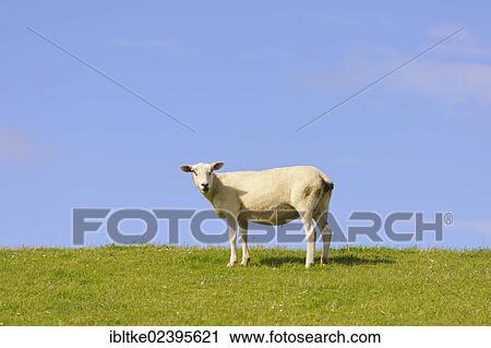 "Sheep on the dike of St. Peter-Ording, North Frisia, Schleswig-Holstein, Germany, Europe" View Large Photo Image Stock Image - "Sheep on the dike of St. Peter-Ording, North Frisia, Schleswig-Holstein, Germany, Europe". Fotosearch