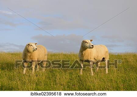 "Sheep on the dike of St. Peter-Ording, North Frisia, Schleswig-Holstein, Germany, Europe" View Large Photo Image Stock Photo - "Sheep on the dike of St. Peter-Ording, North Frisia, Schleswig-Holstein, Germany, Europe". Fotosearch